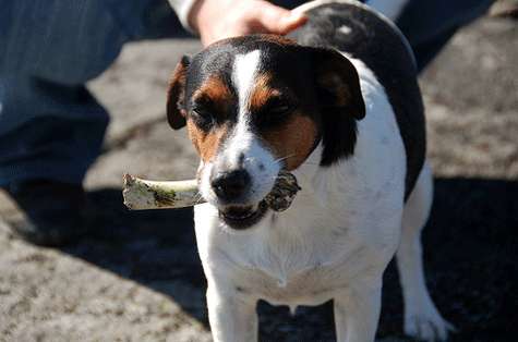 Mascota. Perro con hueso en la boca.