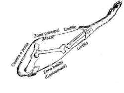 Partes de un jamón.