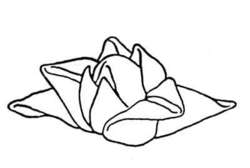 La flor del Nenúfar. Doblado artístico de servilletas.