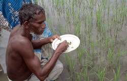 Campesino comiendo arroz.