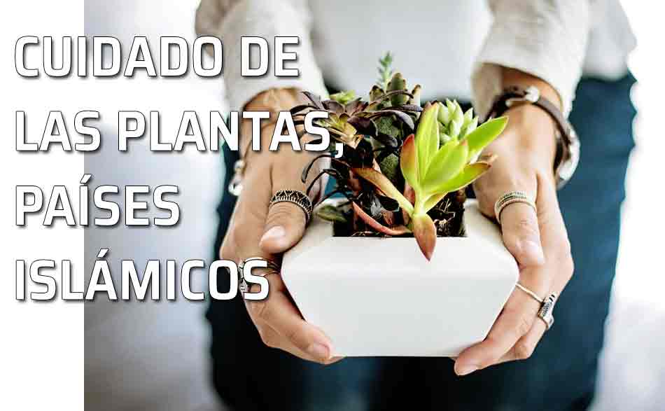 Una planta en sus manos