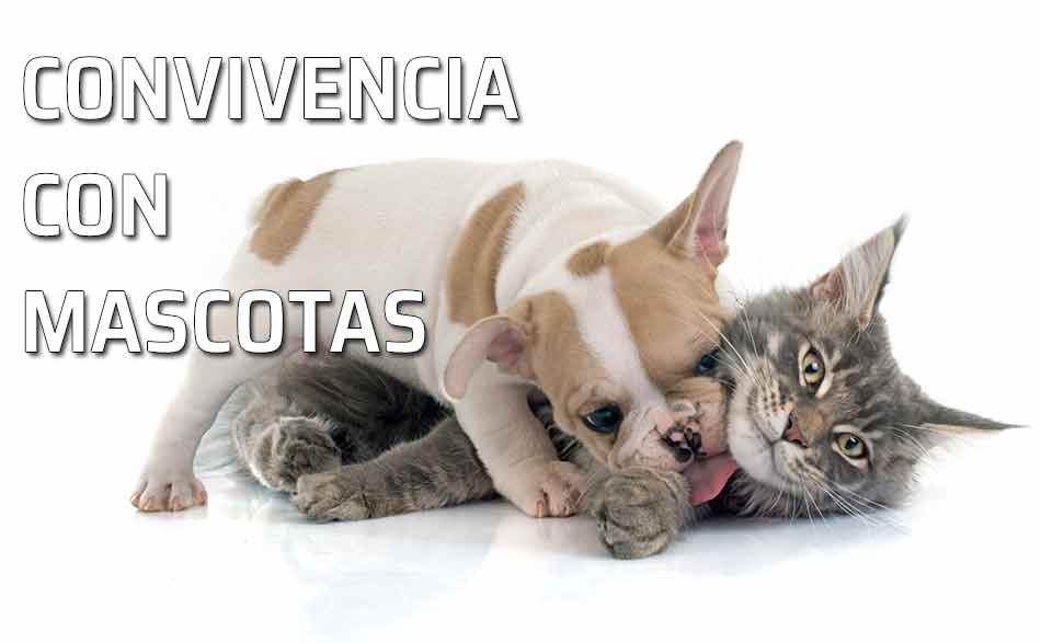 El perro y el gato son amigos