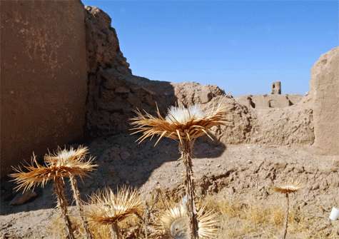 Desierto. Paisaje desértico.